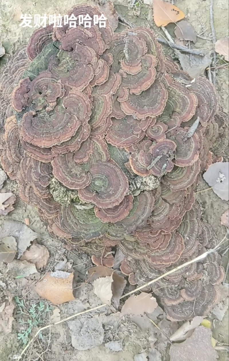 野生无柄灵芝