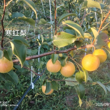 内蒙古赤峰市宁城县寒红梨批发