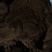 野生无柄灵芝