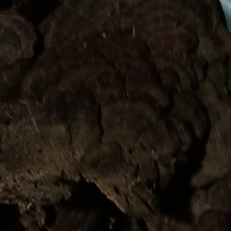 野生无柄灵芝