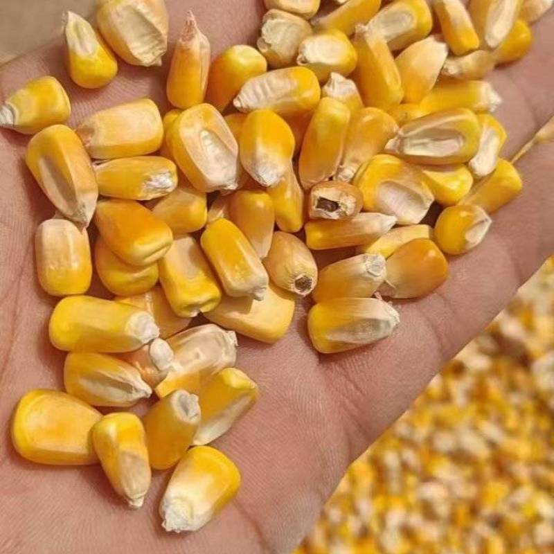东北玉米批发