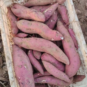 白心19大量接单，红薯蜜薯，产地现挖现发