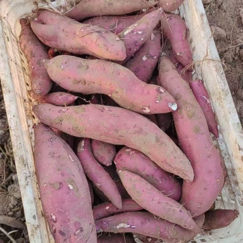 白心19大量接单，红薯蜜薯，产地现挖现发