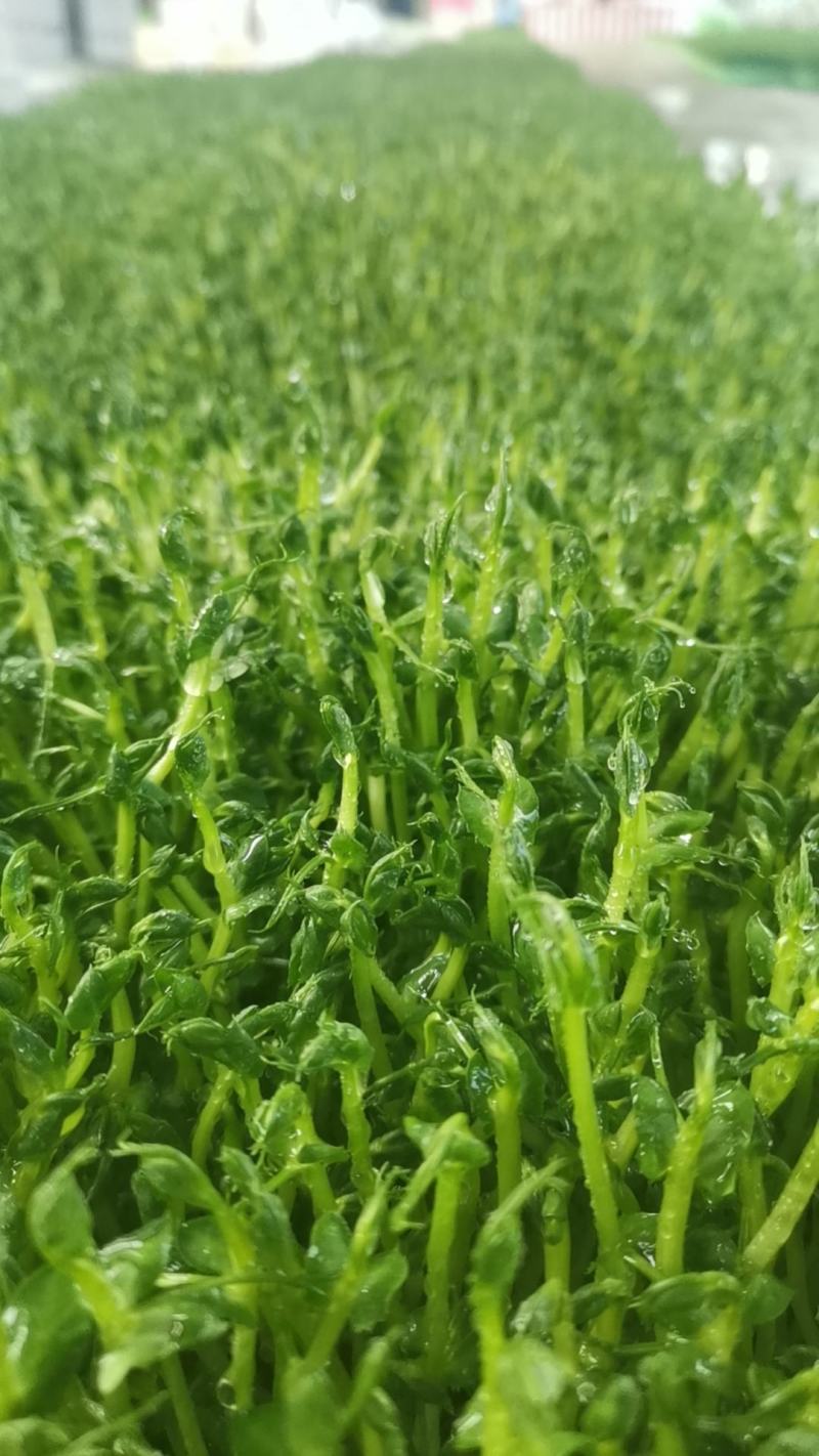水培豌豆苗：只卖精品新鲜嫩芽，不追求质量的勿扰。