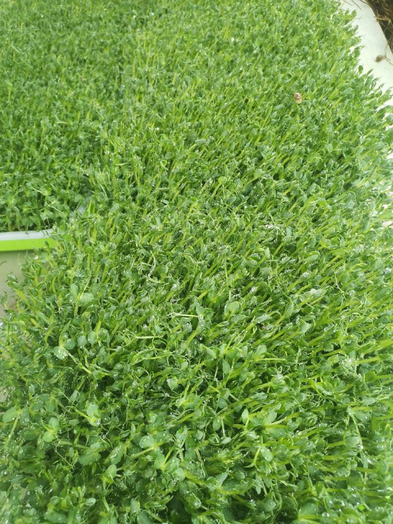 水培豌豆苗：只卖精品新鲜嫩芽，不追求质量的勿扰。