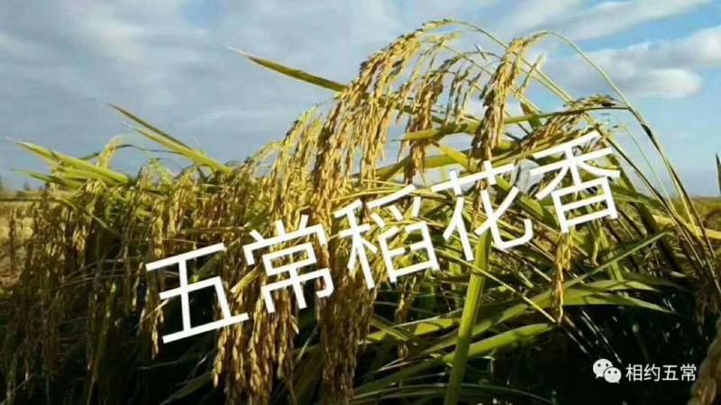 五常稻花香2号五常大米稻花香大米产地大量供欢迎来