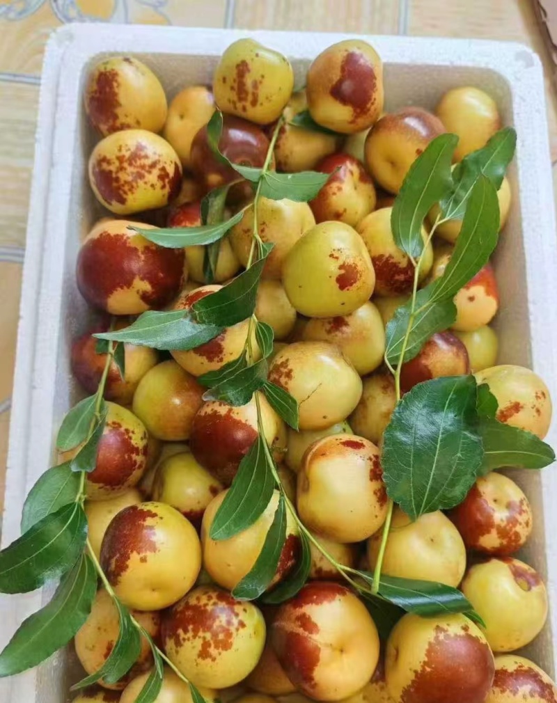 自家种植大棚冬枣，个头大、皮薄肉厚、脆甜多汁