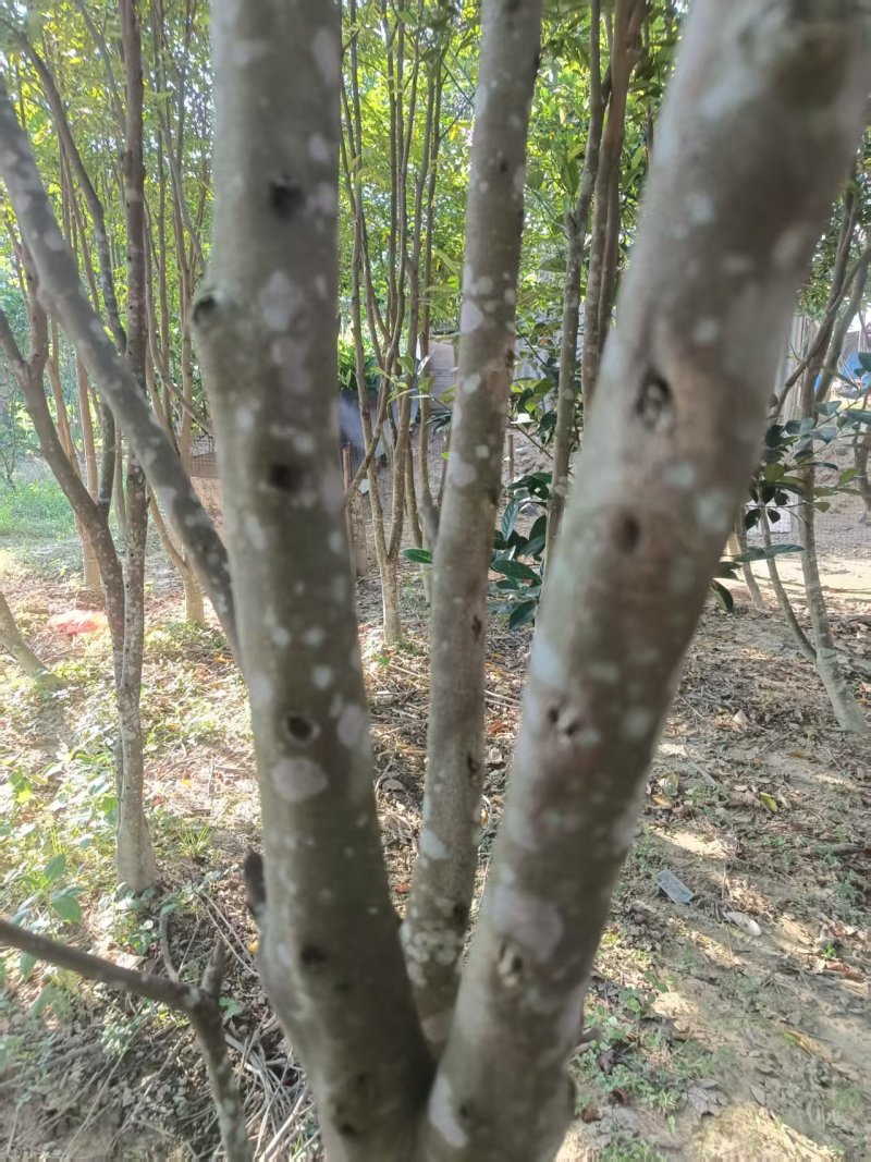 奇南树