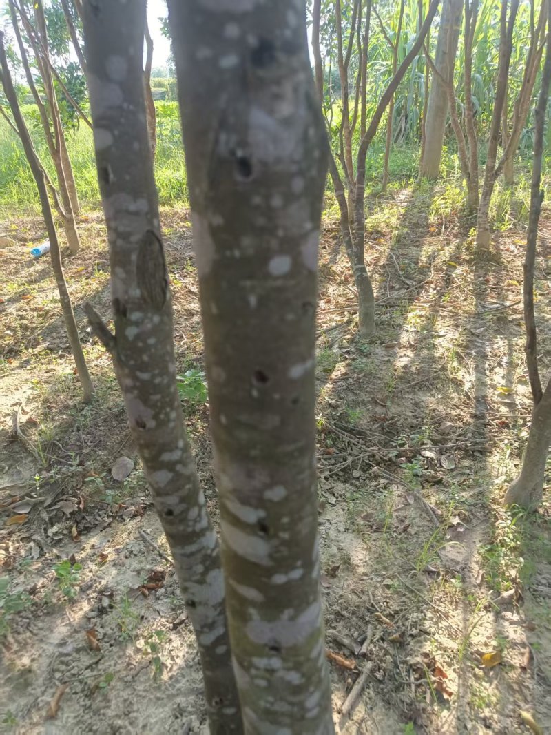 奇南树