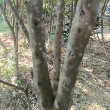 奇南树