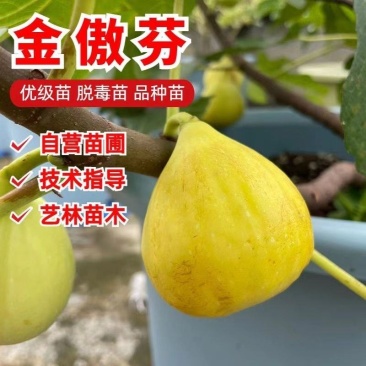 金傲芬无花果树苗，基地直发，假一赔十，保证品种保证成活