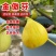 金傲芬无花果树苗，基地直发，假一赔十，保证品种保证成活
