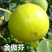 金傲芬无花果树苗，基地直发，假一赔十，保证品种保证成活