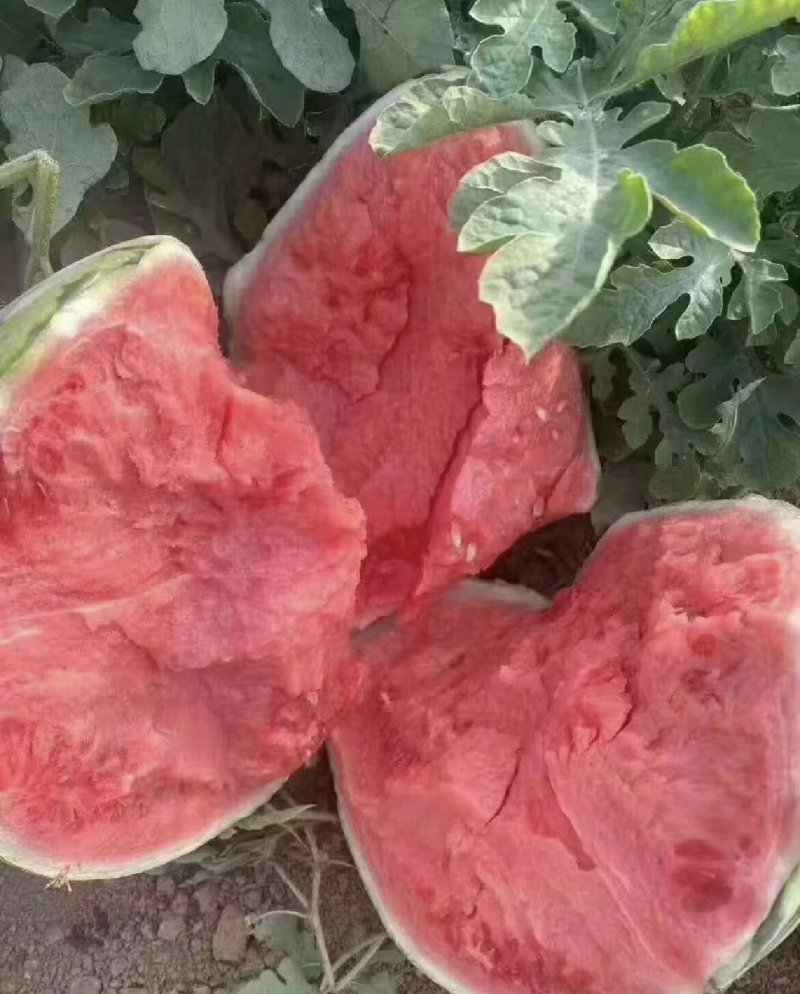 云南麒麟美都西瓜—大量现货供应—支持代发全国—质量三包