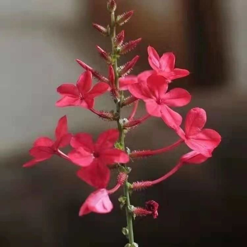 红雪花盆栽庭院四季花园植物开花阳台好养花卉庭院拱门花墙