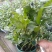 红雪花盆栽庭院四季花园植物开花阳台好养花卉庭院拱门花墙