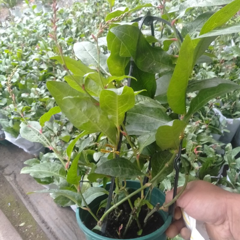 红雪花盆栽庭院四季花园植物开花阳台好养花卉庭院拱门花墙