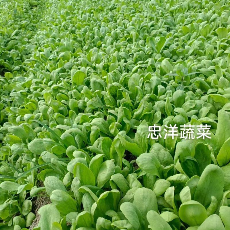 大叶同蒿