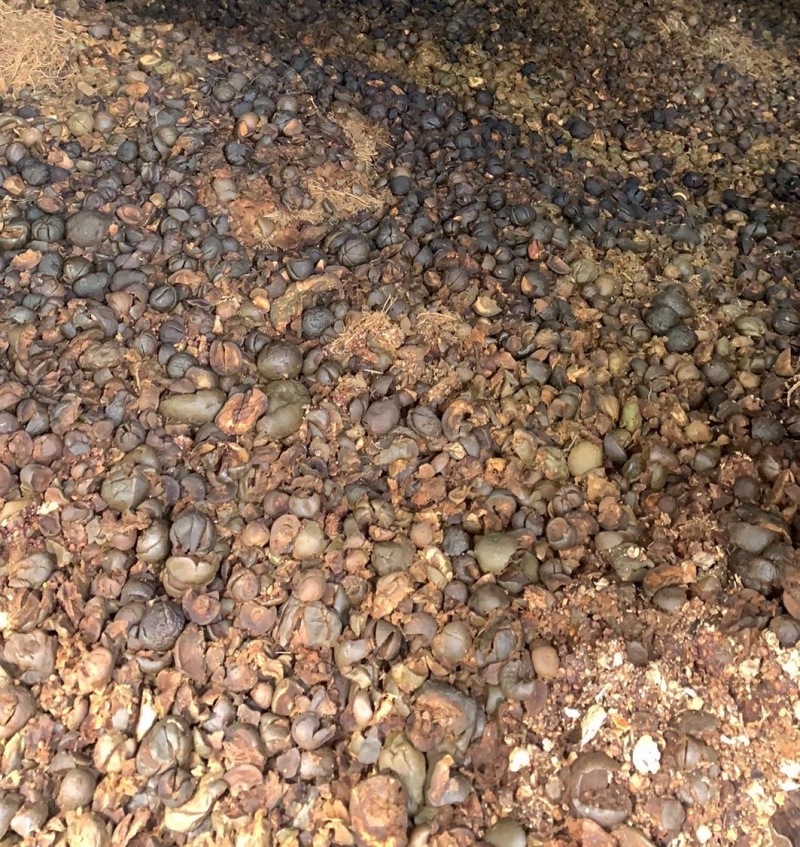 茂名地区出售中药渣，育苗基质，草本植物有机质，有机肥