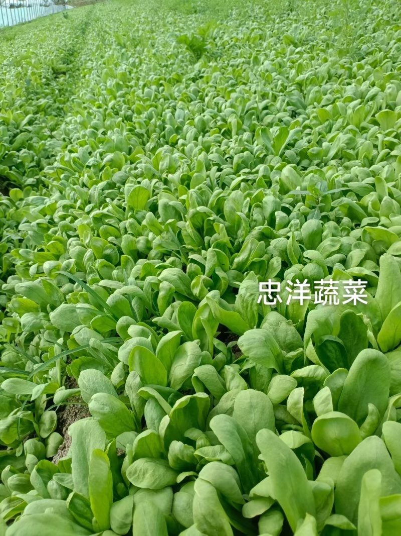 大叶同蒿