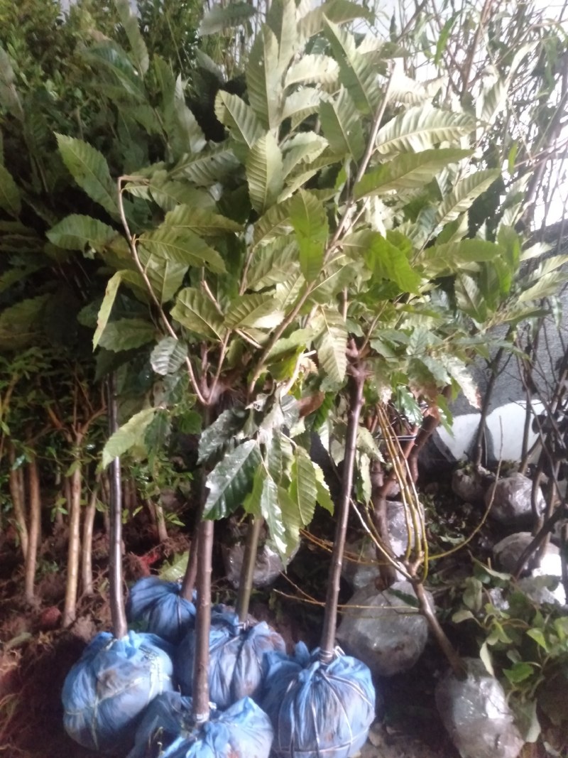 嫁接板栗树苗大红袍油栗当年结果南方北方种植盆栽地栽特大果