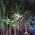 石榴树苗盆栽地栽突尼斯大红袍南方北方种植庭院果树当年结果