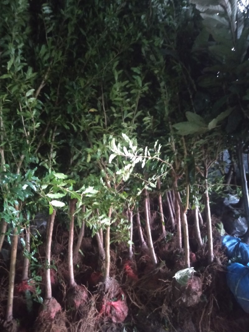 石榴树苗盆栽地栽突尼斯大红袍南方北方种植庭院果树当年结果