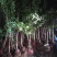 石榴树苗盆栽地栽突尼斯大红袍南方北方种植庭院果树当年结果