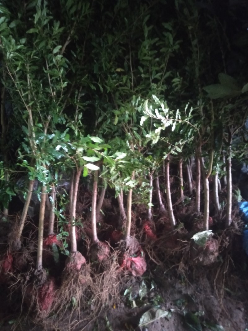 石榴树苗盆栽地栽突尼斯大红袍南方北方种植庭院果树当年结果