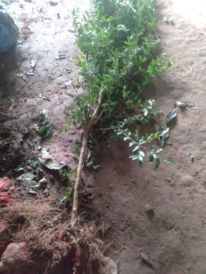 石榴树苗盆栽地栽突尼斯大红袍南方北方种植庭院果树当年结果
