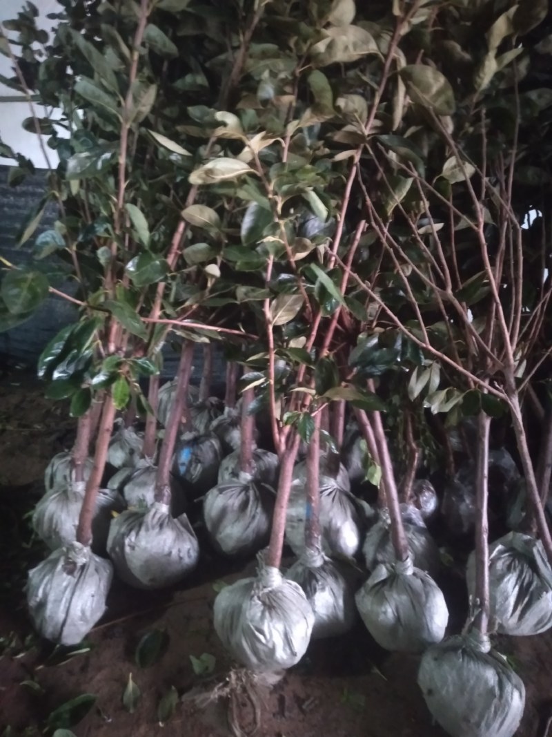 柿子水果树苗嫁接脆柿子地栽盆栽果树苗南方北方种植当年结果