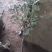 柿子水果树苗嫁接脆柿子地栽盆栽果树苗南方北方种植当年结果