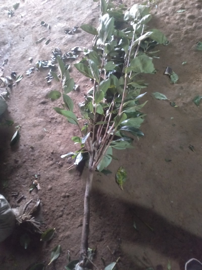 柿子水果树苗嫁接脆柿子地栽盆栽果树苗南方北方种植当年结果