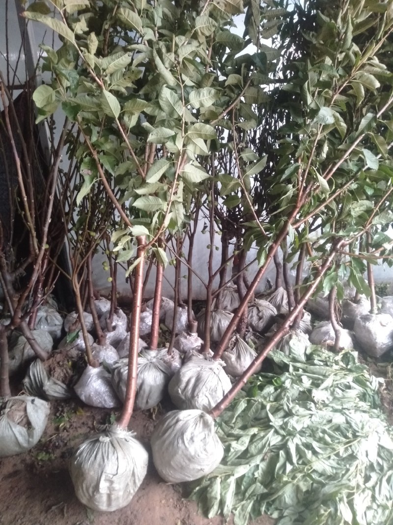 柿子水果树苗嫁接脆柿子地栽盆栽果树苗南方北方种植当年结果
