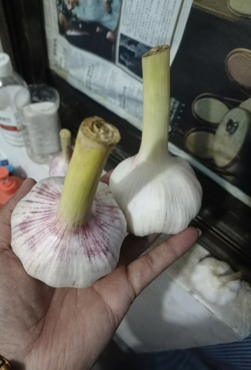 山东杂交白皮，红皮鲜蒜
