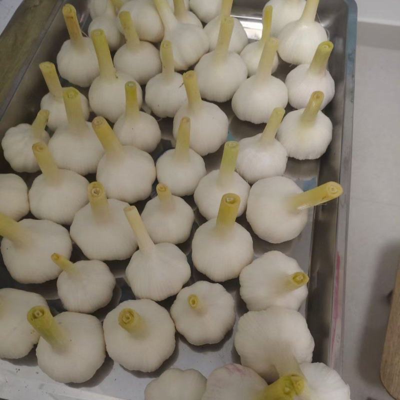 山东杂交白皮，红皮鲜蒜