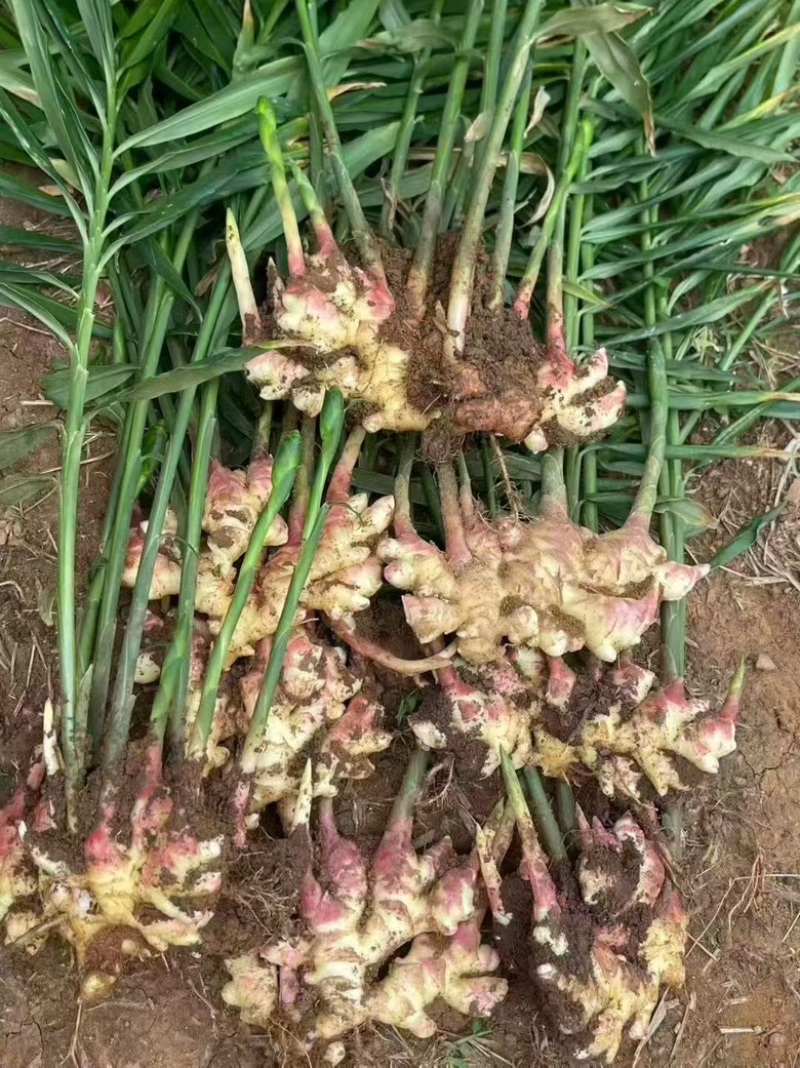 云南小黄姜，云南文山产地直发到仓，质量保证，售后包赔。