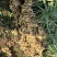 云南小黄姜，云南文山产地直发到仓，质量保证，售后包赔。