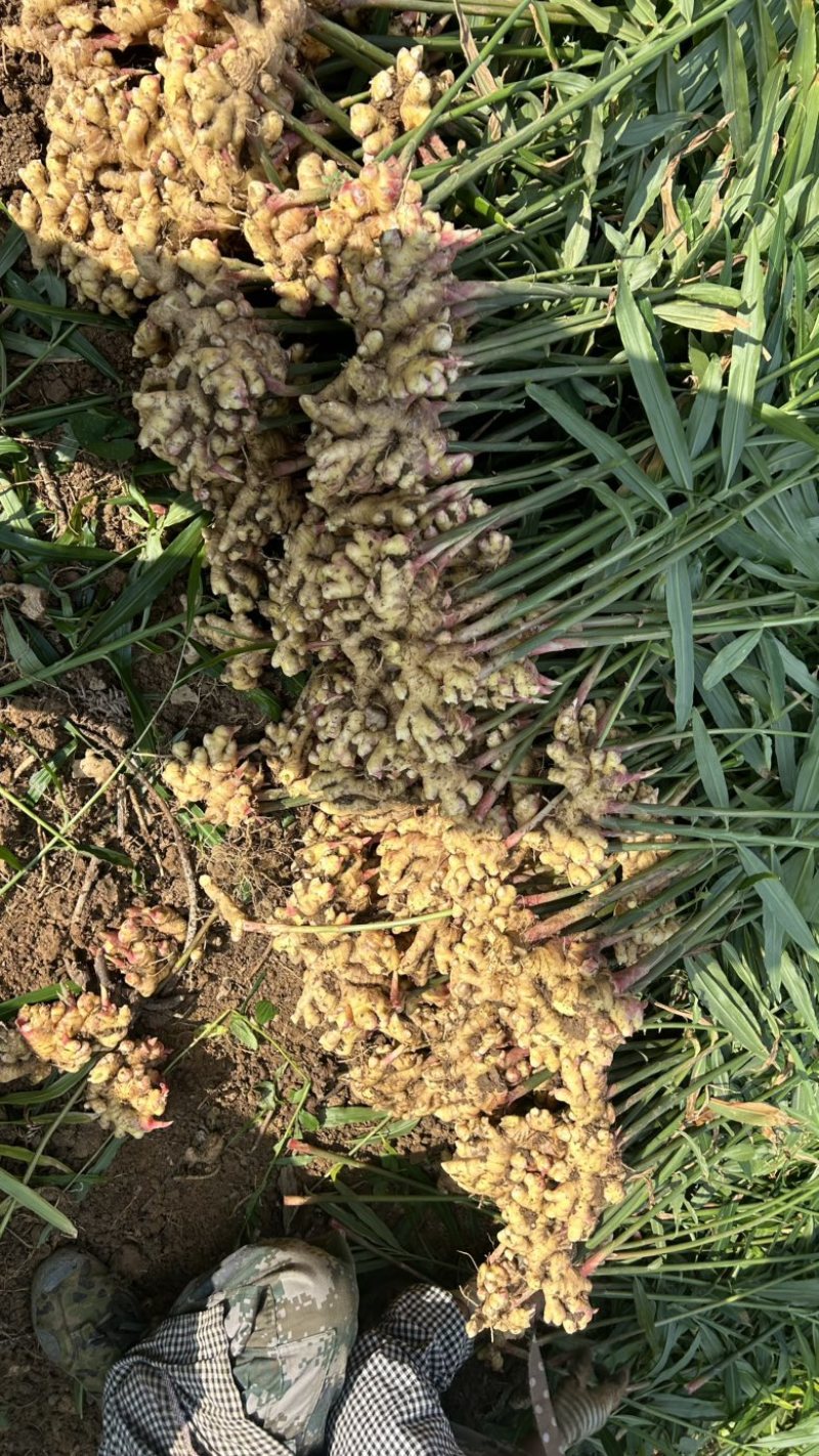 云南小黄姜，云南文山产地直发到仓，质量保证，售后包赔。