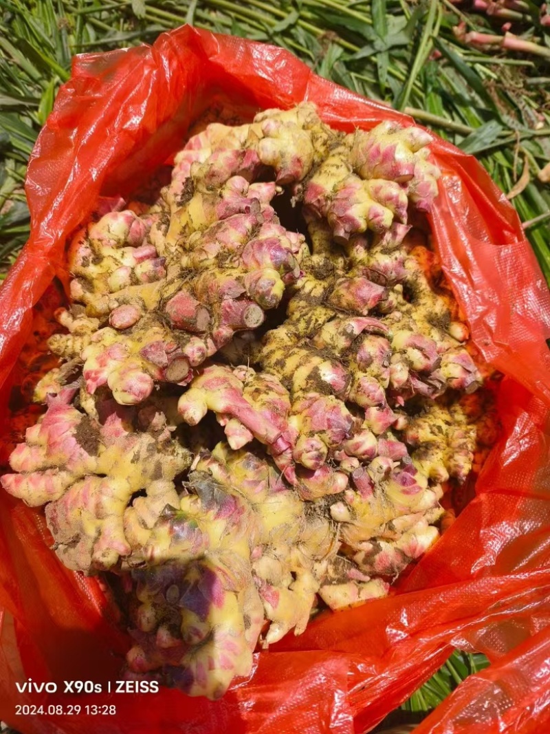 云南小黄姜，云南文山产地直发到仓，质量保证，售后包赔。
