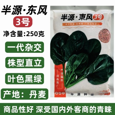 半源东风3号菠菜种子丹麦菠菜种子黑绿油亮大叶菠菜种籽冬春