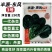 半源东风3号菠菜种子丹麦菠菜种子黑绿油亮大叶菠菜种籽冬春