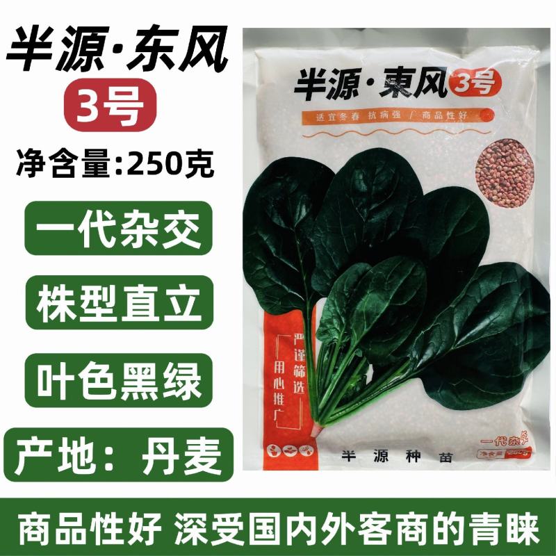 半源东风3号菠菜种子丹麦菠菜种子黑绿油亮大叶菠菜种籽冬春