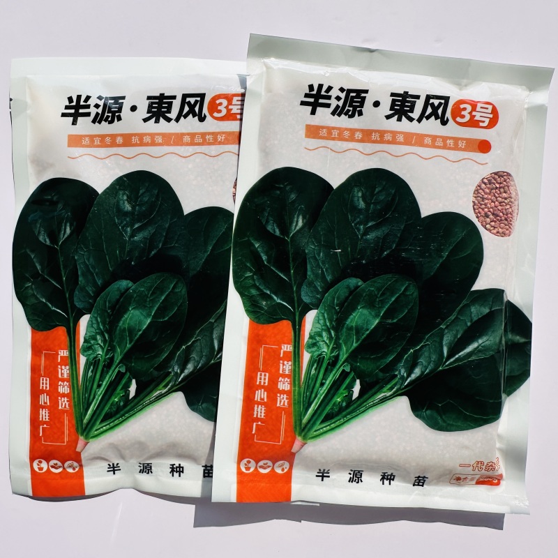 半源东风3号菠菜种子丹麦菠菜种子黑绿油亮大叶菠菜种籽冬春