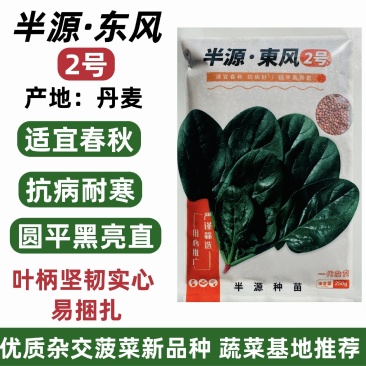 半源东风2号菠菜种子丹麦黑亮大叶菠菜种籽抗病耐寒春秋蔬菜