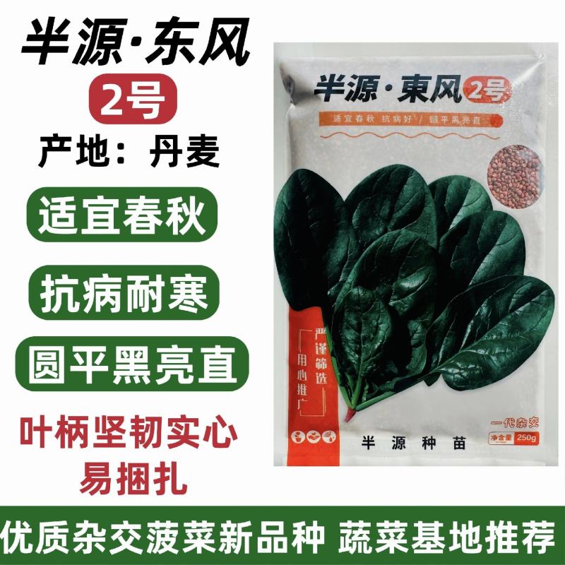 半源东风2号菠菜种子丹麦黑亮大叶菠菜种籽抗病耐寒春秋蔬菜