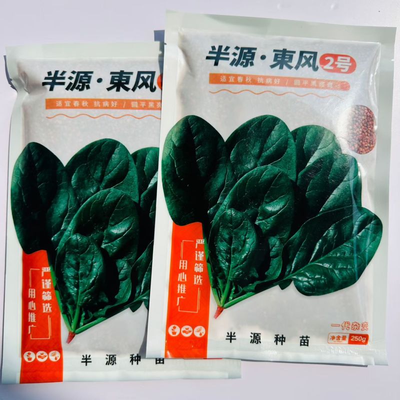 半源东风2号菠菜种子丹麦黑亮大叶菠菜种籽抗病耐寒春秋蔬菜