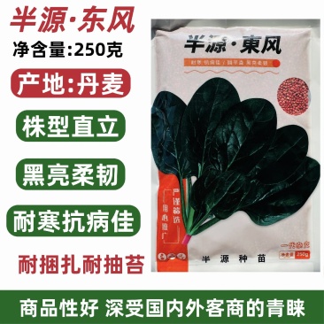 半源东风菠菜种子丹麦耐抽苔黑绿叶菠菜种子半圆叶菠菜籽耐寒