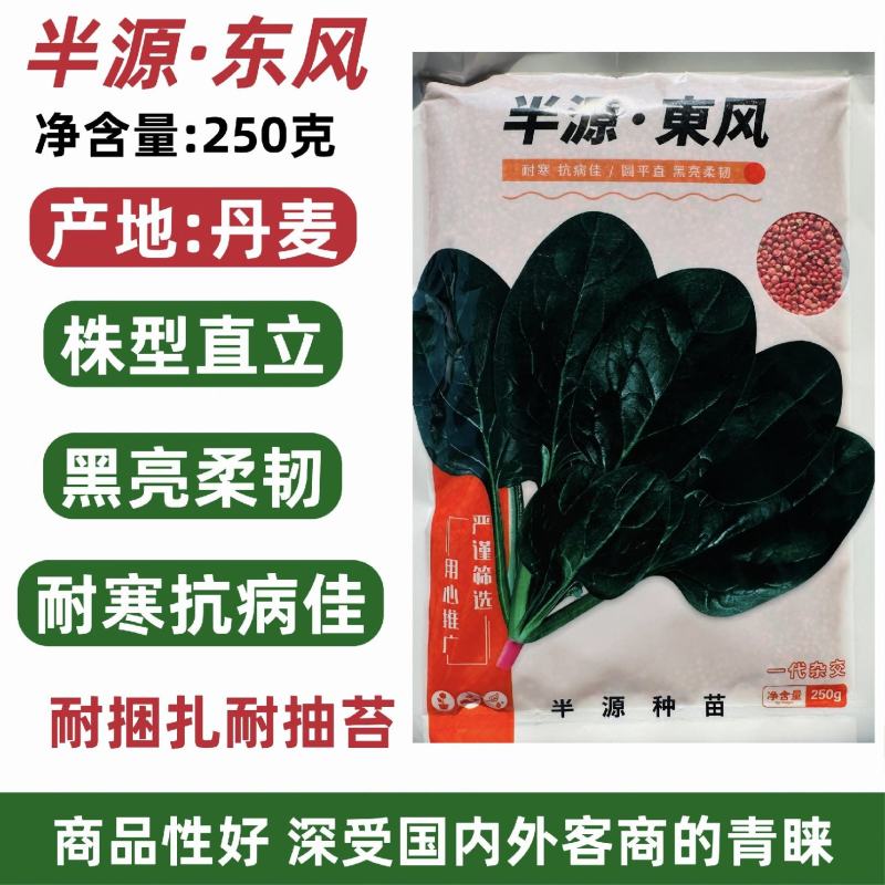 半源东风菠菜种子丹麦耐抽苔黑绿叶菠菜种子半圆叶菠菜籽耐寒