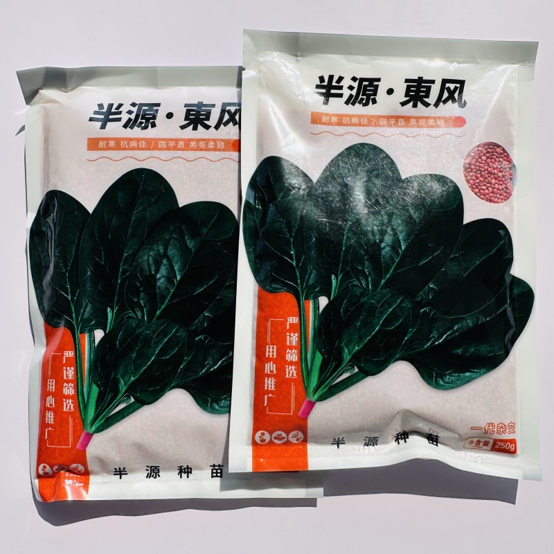 半源东风菠菜种子丹麦耐抽苔黑绿叶菠菜种子半圆叶菠菜籽耐寒